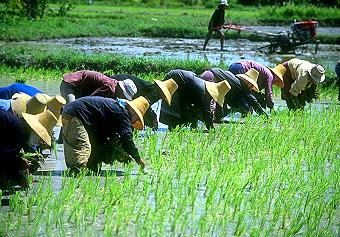 Your Rice Plate Just Got Costlier With Thailand's Populist Move